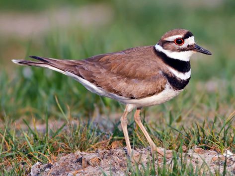 Killdeer - eBird Deer Calls, Common Birds, Shorebirds, Backyard Birds, Birds Tattoo, Bird Photo, Birds Eye View, Wild Birds, Birds Eye