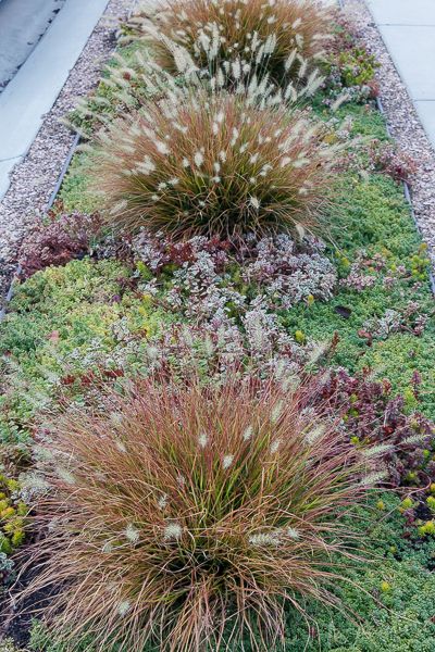 Median Garden Ideas, Boulevard Garden Ideas, Hellstrip Landscaping Drought Tolerant, City Sidewalk Landscaping, Parking Strip Ideas Drought Tolerant, Sidewalk Strip Landscaping, Boulevard Planting, Park Strip Landscaping Ideas, Hell Strip Landscaping