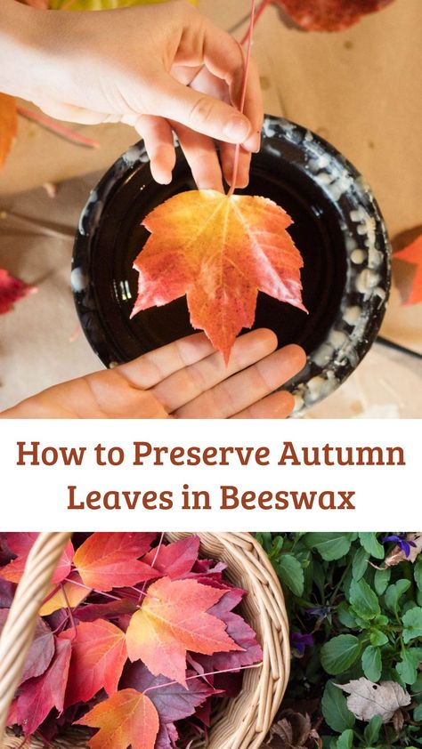 How To Preserve Leaves, Earth Friendly Crafts, Beeswax Recipes, Spring Produce, Leaf Crafts, Nature Table, Autumn Crafts, Autumn Nature, Fall Is Here