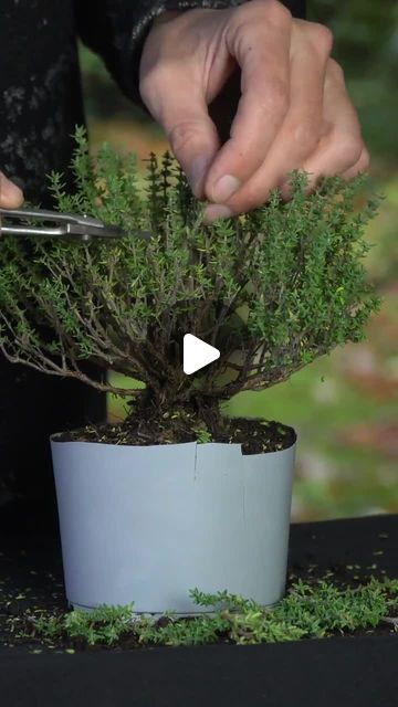 Bonsai Empire on Instagram: "These Thyme plants are widely available in supermarkets and garden centers - but do they make nice #Bonsai trees? In this video Oscar styles this cheap thyme (about 10 USD) into a little Bonsai tree.⁠ ⁠ Serious about growing your own Bonsai trees? Then consider enrolling in one of our online Bonsai Courses, taught by expert teachers. For the curriculums and free lectures, see link in bio." Bonsai Plants How To Grow, Lavender Bonsai, Rosemary Bonsai, Olive Bonsai, Boxwood Bonsai, Outdoor Bonsai Tree, Bonsai Trees For Sale, Bonsai Making, Thyme Plant