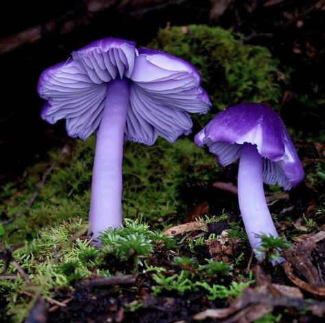 Pretty Mushrooms Nature, Homegrown Mushrooms, Strange Mushrooms, Rare Mushrooms, Pretty Mushrooms, Shroom Art, Purple Mushrooms, Fantastic Fungi, Halloween Costumes 2022