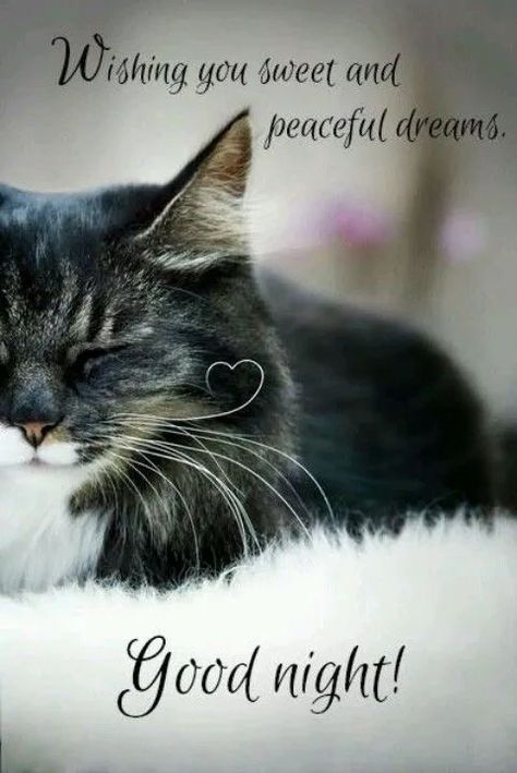 Cute Good Night Images, Romantic Good Night Image, Good Night Cat, Good Night Images Hd, Lovely Good Night, Good Night Love Quotes, Good Night Wallpaper, Goodnight Quotes, Romantic Good Night