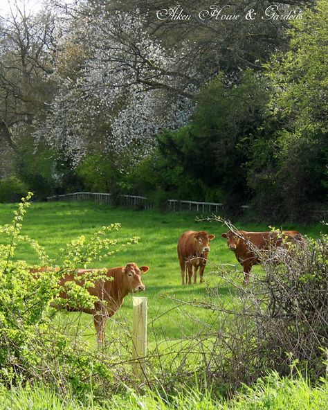 Limousin, Future Farms, House Gardens, Country Scenes, Farms Living, Down On The Farm, Rural Life, Country Farm, English Countryside