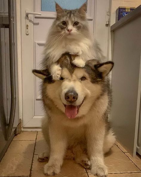 It’s Important For Everyone To See This Animals Friendship, Funny Cat Memes, Cute Cats And Dogs, Funny Animal Pictures, Bob Marley, 귀여운 동물, Cute Funny Animals, Animals Friends