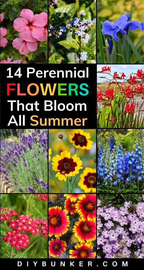 Rainbow Perennial Garden, Zone 7 Perrenial Flower Bed, Mid Summer Blooming Perennials, Oklahoma Perennial Garden, Easy Perennial Garden Ideas, Minnesota Flower Garden Ideas, Small Perennial Flower Bed Ideas, Perennial Wildflower Garden, Perinneal Garden Ideas