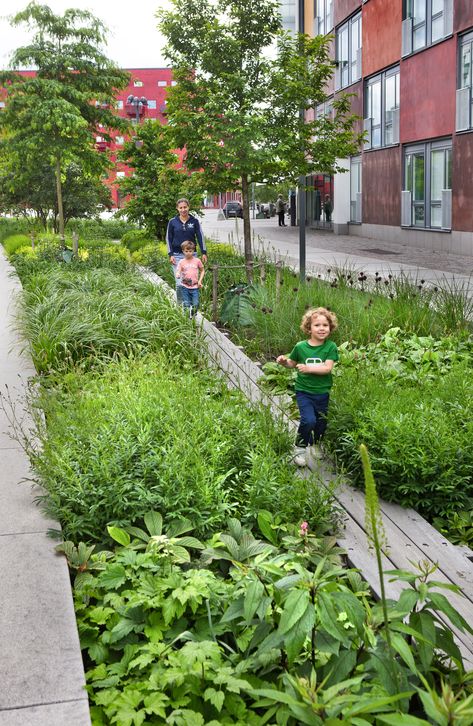 Eco City, Green School, Urban Agriculture, Outdoor Living Design, Children's Garden, Green Street, Landscape Architecture Design, Water Management, Rain Garden