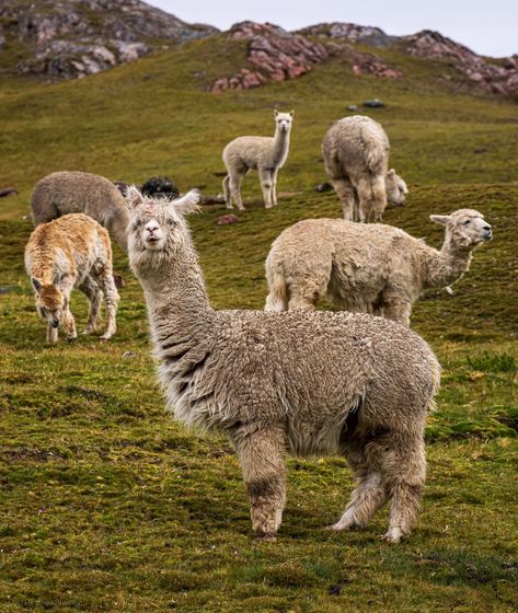 Alpacas inhabit the grasslands and mountains of the Sacred Valley, often seen grazing in herds cared for by local families and communities. The animals are remarkably well-suited to the challenging conditions of the highland Andes, with their high altitudes, extreme temperatures, and sparse vegetation. 🦙 Alpacas are an integral part of life in the highland Sacred Valley region of Peru. They have been deeply intertwined with the culture and traditions of the Andean people for centuries. For t... Peru Alpaca, Purple Alpaca, Alpaca Images, Alpaca Farming, Alpaca Farm Aesthetic, Sacred Valley, The Culture, The Animals, Llama