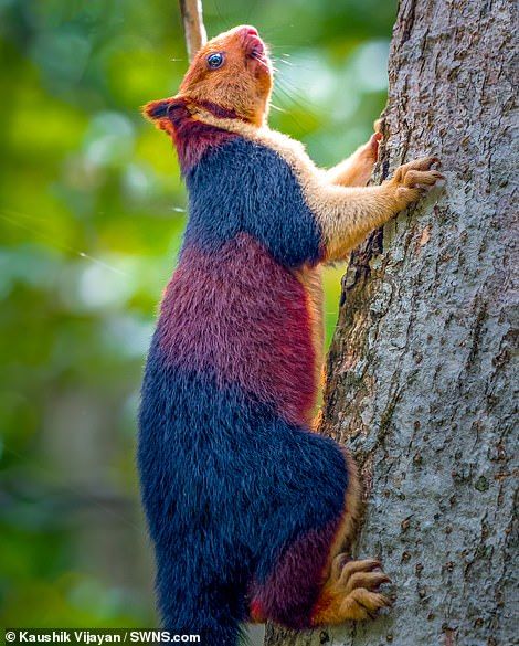 These exotic, giant squirrels with brightly-coloured three-tone fur coats make their British grey and red cousins look pale in comparison. Indian Squirrel, Piscina Pallet, Indian Giant Squirrel, Giant Squirrel, Interesting Animals, Cute Squirrel, Unusual Animals, Rare Animals, Baby Animals Funny