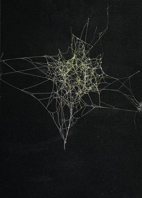 Sandra Selig, Spider Web, 2010 / spider silk, enamel and fixative on paper Spider Silk, Spider Art, Generative Art, Art Auction, Spider Web, Installation Art, Geometry, Art Inspo, Art Painting