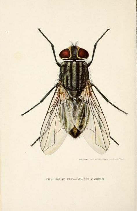 The house fly, disease carrier, an account of its dangerous activities and of the means of destroying it. 1911. House Fly, Fly Drawing, Scientific Drawing, Science Illustration, Bug Art, Insect Art, Scientific Illustration, Bugs And Insects, Arte Animal