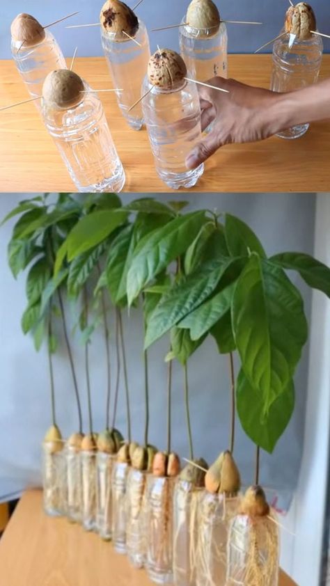 Want beautiful & FREE garden & indoor plants? Regrow kitchen scraps like mango seed, avocado pit, pineapple top, lemon seeds, ginger, lemongrass, & more! – A Piece of Rainbow #backyard #gardens #gardening #gardeningtips #homestead #homesteading #urbangardening #gardendesign #gardenideas #containergardening #diy #gardeningtips #houseplants #indoorplants homestead, green living, gardening tips, sustainable ideas, kids science projects, home school activities Planting Avocado Pit, Plants From Scraps, How To Regrow Pineapple, Indoor Fruit Plants, Garden Diy Hacks, Home Gardening Ideas, Plants Grown In Water, Pineapple Plant, Sustainable Ideas