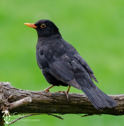 https://flic.kr/p/2azaPw6 | Eurasian Blackbird (Turdus merula) | Kerikeri, New Zealand McCall Wildlife Photography Blackbird Photography, Blackbird, Common Birds, Kinds Of Birds, All Birds, Bird Pictures, Bird Species, Bird Watching, Birds Painting