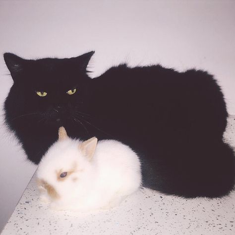 Bunny And Cat, Cat And Bunny, Cat And Rabbit, Me And Him, Bunny Black, Black Bunny, Mia 3, Opposites Attract, Silly Animals