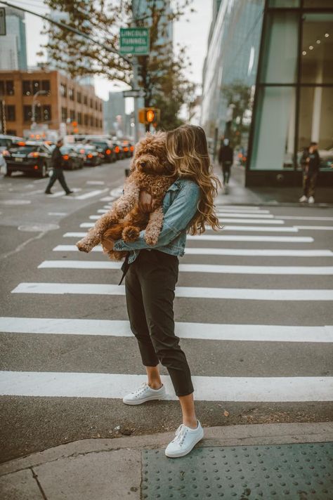 Miniature Goldendoodle, Pet Photoshoot, Mini Goldendoodles, Nyc Lifestyle, Goldendoodle Puppies, Dogs Breeds, Dog Photoshoot, Mini Goldendoodle, Visual Board