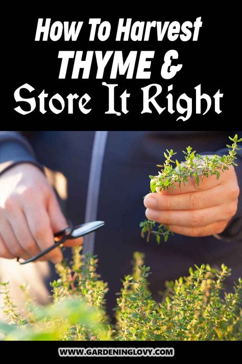 Thyme is one of the best herbs in the culinary world. Do you like enhancing the flavor of your culinary creations by using fresh thyme? If this is the case, have you considered gathering it yourself from your backyard or balcony? We provide this guide on how to harvest thyme and store it right. Uses For Thyme Herb, Uses For Fresh Thyme, What To Do With Fresh Thyme, How To Dry Thyme Fresh Herbs, Drying Thyme Fresh Herbs, How To Harvest Thyme, Fresh Thyme Recipes, Harvesting Thyme, Drying Thyme