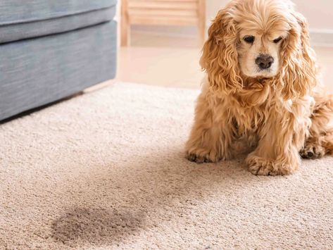 How To Get Dog Pee Out Of Carpet, Cleaning Dog Pee, Pet Urine Smell, Dog Pee Smell, Pee Stains, Pee Smell, Urine Smells, Dog Urine, Dog Pee