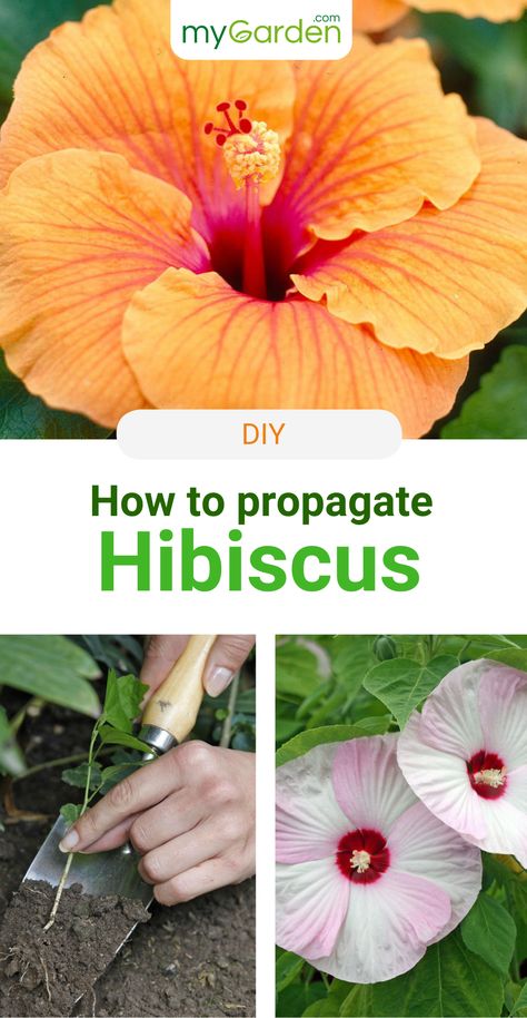 Large flowers, vivid colors: Hibiscus is not without reason extremely popular among amateur gardeners. There are a number of different ways you can propagate Hibiscus. They need to be vegetatively propagated if you want to retain the typical characteristics of this variety, such as flower color. Learn in this mygarden-guide how to propagate Hibiscus correctly! #mygardencom #mygarden #hibiscus #propagation Hibiscus Propagation, Propagate Hibiscus, Hardy Hibiscus Plant, Planter Gardening, Flower Planting Guide, Hibiscus Care, Growing Hibiscus, Hibiscus Tree, Hibiscus Garden