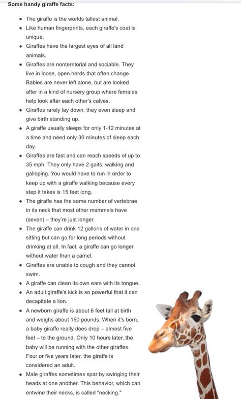 Giraffe Facts For Kids, Fun Facts About Giraffes, Giraffe Habitat, Baby Exotic Animals, Animal Fact File, Giraffe Facts, Animal Facts For Kids, Giraffe Photos, Giraffe Pictures