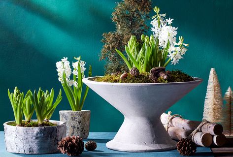 Use these ideas to create elegant and festive indoor displays with winter-flowering bulbs such as amaryllis, paperwhites, and hyacinths. Amaryllis Centerpiece Christmas, Paperwhites Christmas Gifts, Amaryllis Centerpiece, Houseplant Tips, Green Board, Garden Paradise, Winter Centerpieces, Artificial Birds, Amaryllis Bulbs