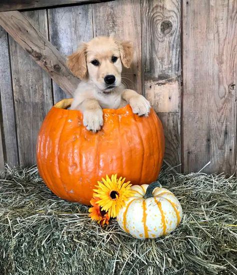 Bailey the Golden Retriever Dog In Pumpkin Picture, Puppy Pumpkin Pictures, Dogs At Pumpkin Patch, Puppy In Pumpkin, Puppy Fall Pictures, Puppy Photoshoot Ideas Fall, Puppy Fall Photoshoot, Fall Puppy Photoshoot, Dog Fall Photoshoot