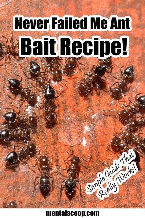 Borax Ant Killer Recipe, Borax Ant Poison Recipe, Diy Ant Killer Indoor, Ant Bait Borax Sugar, Ant Killer Borax, Borax Ant Killer, Borax For Ants, Fire Ant Bites, Ant Killer Recipe