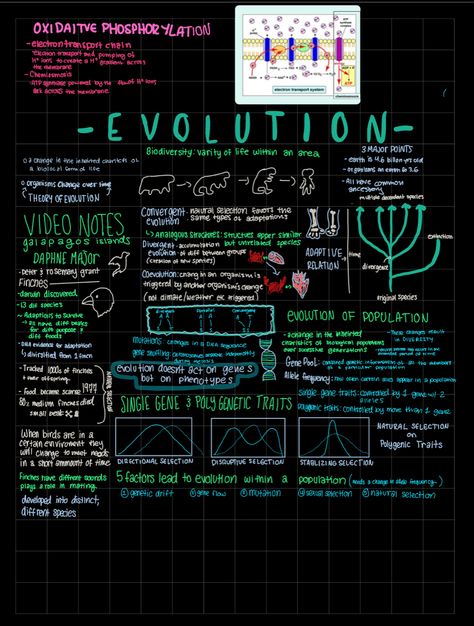 Evolution Notes, Nat 5 Biology Notes, Class 12 Biology Notes Neet, Class 10 Bio Notes Life Process, Class 10 Biology Notes Chapter 1, Class 12 Biology Notes Evolution, Bio Notes, Video Notes, Notes Inspo