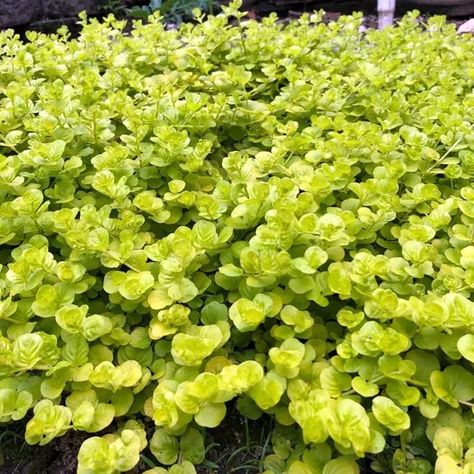 Golden Moneywort - 6 Caring Tips & 3 Propagation Methods 1 Full Sun Ground Cover, White Dutch Clover, Ground Cover Seeds, Lysimachia Nummularia, Clover Seed, Christmas Cactus Plant, Fairy Garden Plants, Strawberry Seed, Creeping Jenny