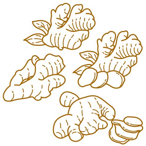 Ginger graphic illustration line art style Ginger Logo Design, Ginger Illustration Design, Ginger Packaging Design, Ginger Packaging, Ginger Drawing, Ginger Illustration, Fruit Outline, Ginger Art, Illustration Line Art