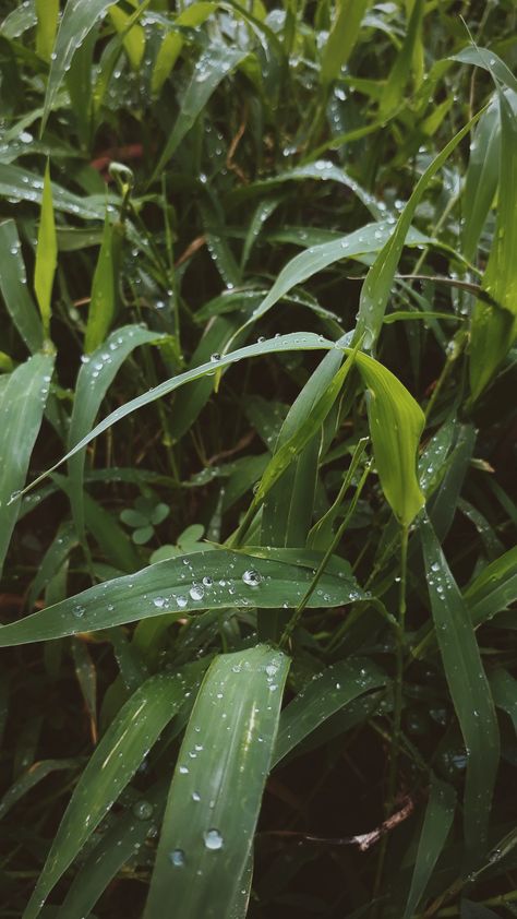 Nature, Dew Drops On Leaves, Dew On Leaves, Travel Collage, Leaf Photography, Spring Books, Morning Dew, Dew Drops, Aesthetic Desktop Wallpaper