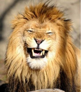 "The cat was created when the lion sneezed" - Arabian Proverb Laughing Animals, Smiling Animals, Lion Love, Lion Images, Lion Pictures, Lion Of Judah, Cute Wild Animals, A Lion, African Animals