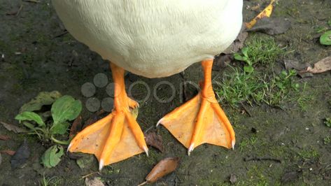 foot Draw Duck, Ruddy Duck, Duck Sculpture, Pekin Duck, Feet Drawing, Duck Drawing, Duck Feet, Duck Photo, Needle Punch