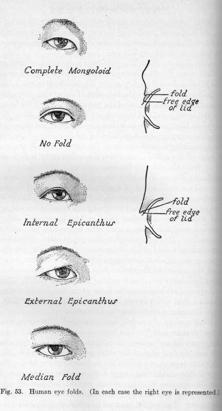 Explore Eduardo Pinto's photos on Photobucket. Epicanthal Fold, Epicanthic Fold Makeup, Epicanthic Fold, Human Body Shape, Monolid Eyes, Course Outline, Eye Study, Head Study, Eye Anatomy