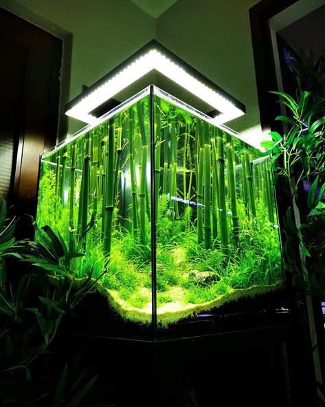 Bamboo Aquascape, Bamboo Aquarium, Bamboo Tank, Plant Arrangement, Tropical Fish Tanks, Vivarium, Fish Tanks, Aquascaping, Tropical Fish