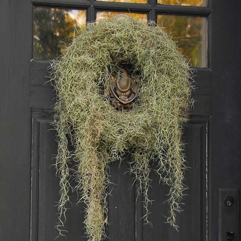 Mossy Wreath, Tillandsia Usneoides, Voodoo Halloween, Moss Wreath, Boho Halloween, Air Plant Terrarium, Garden Harvest, Halloween Banner, Spanish Moss