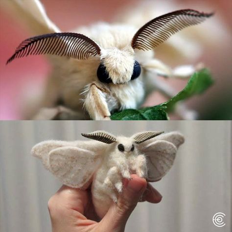 The poodle moth, discovered in Venezuela in 2009 by Dr. Arthur Anker, is a fascinating and peculiar-looking moth that has captured widespread curiosity due to its unique appearance. Resembling a combination of a poodle and a moth, it is characterized by its dense, white, fur-like setae covering its body and wings, giving it a plush, fuzzy appearance. Its large, dark eyes and feathery antennae add to its distinct look. Despite its striking appearance, much about the poodle moth, including its... Spongy Moth, Moth Antenna, Fuzzy Moth, Venezuelan Poodle Moth, Poodle Moth, White Moth, Kids Flip Flops, Dark Eyes, White Fur