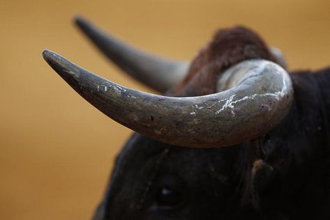 Bull With Horns, Blood Sport, French Horns, Taurus Art, Profile Images, Easter Festival, Old Blood, Animal Rights Activist, Bull Horns