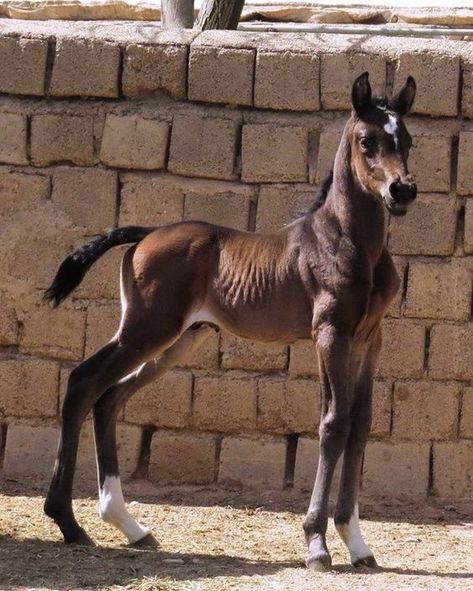 Most Beautiful Horses, Baby Horses, Horse World, Horse Drawings, Horse Photos, Donkeys, Pretty Horses, Horse Pictures, Horse Breeds