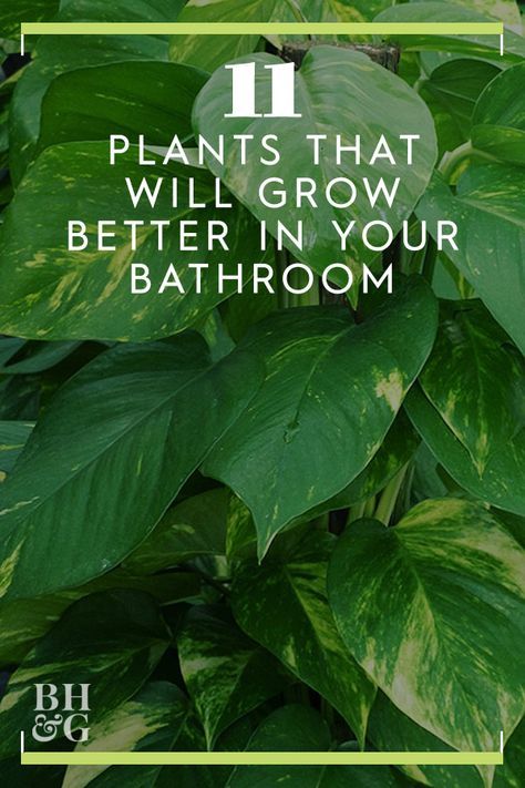 Succulents In Bathroom, Bathroom House Plants, Toilet Plants Ideas, Best Shower Plants, Plant Bathroom Ideas, Plants In Bathroom Ideas, Plants In Shower Ideas, Bathroom Ideas With Plants, Plants In Bathrooms