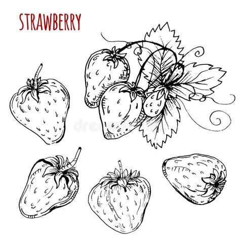 Set strawberry drawing. Strawberry on a white background. Vector vector illustration Banana Sketch, Drawings Ideas For Kids, Drawing Strawberry, Daily Sketch Challenge, Textile Drawing, Cute Vector Art, Strawberry Drawing, Fruit Sketch, Strawberry Tattoo