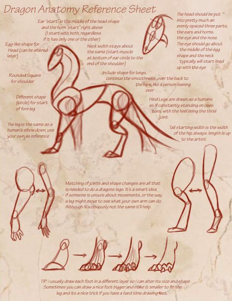 Dragon Anatomy Reference Sheet by KyriaDori on DeviantArt Dragon Anatomy, Creature Fantasy, Dragon Sketch, Different Poses, Reference Sheet, Dragon Artwork, Anatomy Drawing, Dragon Drawing, Figure Drawing Reference