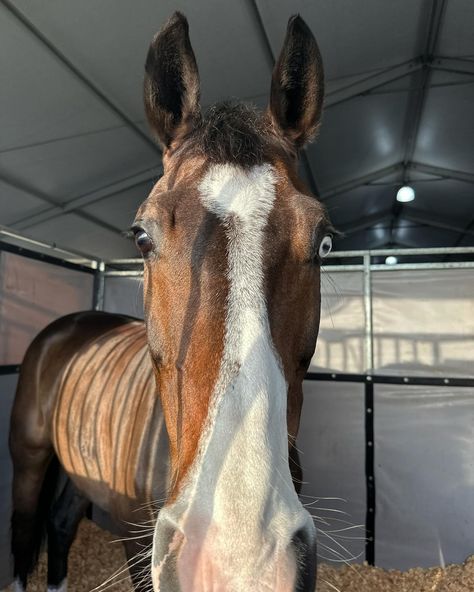 Swipe for Oreo kisses 👅 . #monksdiaradosboy #lsf #lionsharefarm #teamlionshare #blueeyedhorse #rideforacause #horsegirl #nyc #fashionschool #equestrian #lemieuxproductsofficial #lovelemieux #wellington #wellingtonfl #wef #florida #westpalmbeach Dream Horse, West Palm Beach, Horse Girl, School Fashion, Wellington, Blue Eyes, Oreo, Equestrian, Florida