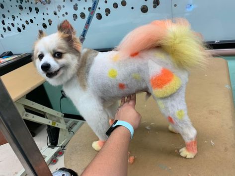 Pom dyed candy corn colors! Dog Fur Dye, Christmas Dog Hair Dye, Halloween Dog Hair Dye, Poodle Halloween Dye, Dogs With Dyed Fur, Dog Dye, Candy Corn, Dog Grooming, Corn