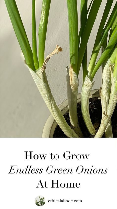 green onions growing in white pot Planting Green Onions, Growing Spring Onions, Harvest Onions, Onion Garden, Garlic Food, Green Onions Growing, Growing Onions, Planting Garlic, Sustainable Gardening