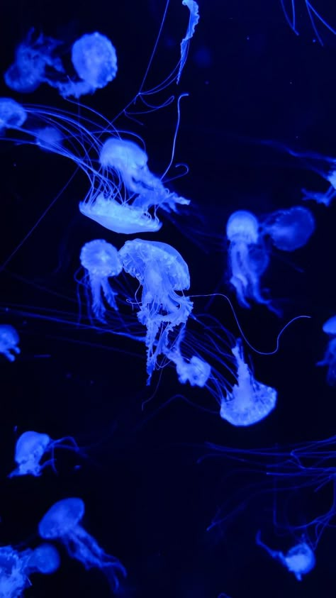 jellyfish • seacore • wallpaper • ocean • sea aesthetic Oceancore Aesthetic Wallpaper, Seacore Aesthetic Wallpaper, Seacore Wallpaper, Moon Jellyfish Wallpaper, Jellyfish Aesthetic Wallpaper, Deep Sea Aesthetic, Deep Sea Wallpaper, Deep Blue Aesthetic, Seacore Aesthetic