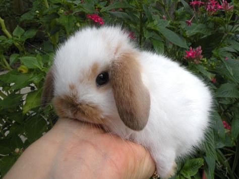 Baby Lop Bunny! Sweet! Pickle Painting, Lop Bunny, Mini Lop, Cute Bunny Pictures, Baby Animals Pictures, Pet Bunny, Fluffy Animals