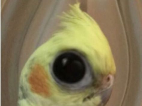 Bird Pfp, Side Eye Meme, Side Eye, Trendy Hairstyles, Your Style, Yellow