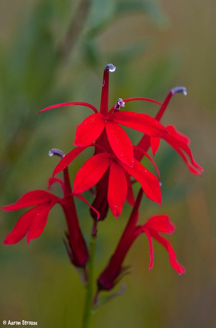 Cardinal Flower Michigan Wildflowers, Lobelia Cardinalis, Backyard Nature, Cardinal Flower, Shade Gardens, Indian Paintbrush, Plants For Sale, African Violets, Plant Sale