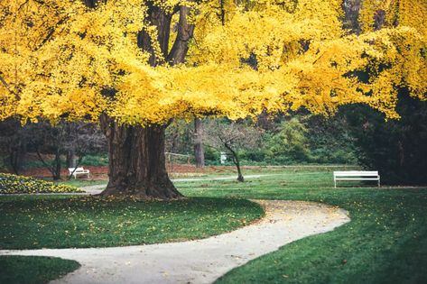 Ginkgo Biloba Tree: Care and Growing Guide Gingko Tree Landscaping, Ginkgo Tree Landscape, Gingko Biloba Tree, Gingko Tree, Ginkgo Biloba Tree, Maidenhair Tree, Gingko Biloba, Ginkgo Tree, Chicken Garden