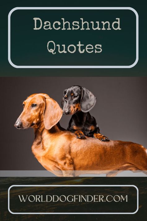 dachshund quotes Daschund Quote, Weenie Dog Quotes, Dachshund Sayings, Funny Dachshund Quotes, Sausage Dog Quotes, Dachshund Humor, Hot Dog Quotes, Weenie Dogs Funny, Short Dog Quotes