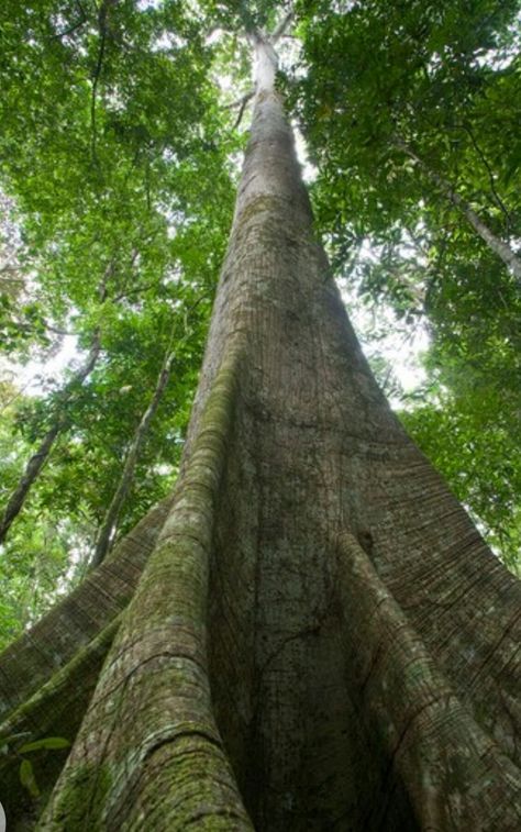 'Silk cotton', 'ceiba' or 'Kapok' tree (ceiba petandra) one of the tallest trees in the tropical forest . Chicken Drawings, Kapok Tree, Lifestyle Wallpaper, Chicken Drawing, Big Trees, Tall Trees, Tropical Forest, Big Tree, Amazing Art Painting